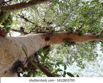 Cluster Fig Tree Images Stock Photos Vectors Shutterstock