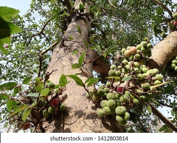 Cluster Fig Tree Images Stock Photos Vectors Shutterstock