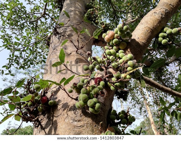 Cluster Fig Tree Indian Fig Tree Stock Photo Edit Now 1412803847