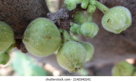 Cluster Fig Tree In Summer