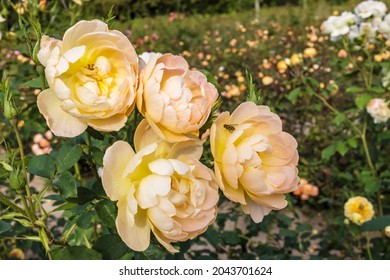 Cluster of floribunda apricot colour roses in English rose garden. - Shutterstock ID 2043701624