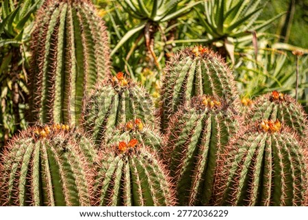Cluster of Flowering Barrel Cacti with Sharp Spines in Anima Garden Marrakech Morocco.