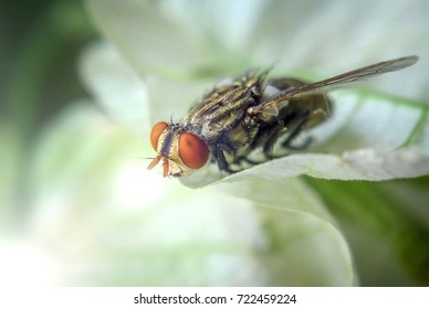 Cluster Fly, Blow Fly, Carrion Fly