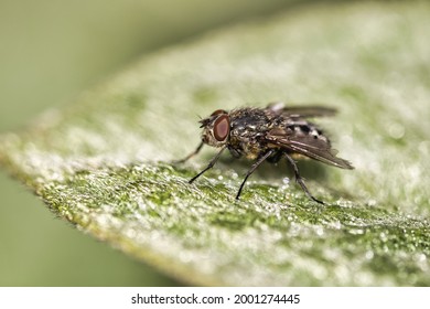 Cluster Fly On Hairy Leaf