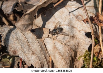 Cluster Fly On Leaf In Springtime