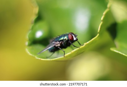 Cluster Fly In The Uk