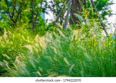 A Cluster Of Fox Tail Grass In A Park.