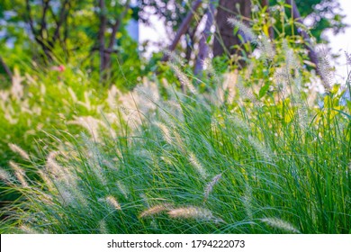 A Cluster Of Fox Tail Grass In A Park.