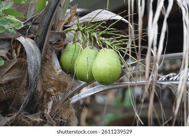 A cluster of fresh green coconuts hanging from the tree, surrounded by dry fronds and rough bark, reflecting the simplicity of rural life and the richness of nature