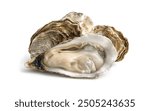 Cluster of Fresh Oysters on Isolated White Background