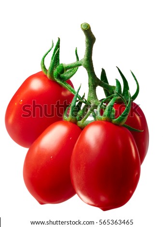Cluster of fresh plum processing Roma VF tomatoes (Solanum lycopersicum), on vine. Clipping path, shadowless