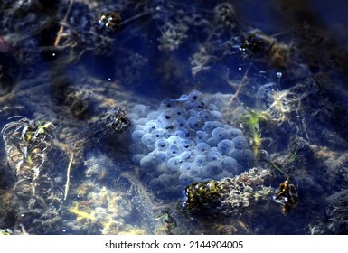 Cluster Of Frog Or Toad Spawn In Shallow Pond