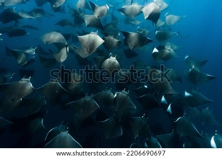 A cluster of giant devil rays (Mobula mobular) under the ocean