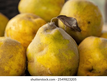 A cluster of golden-yellow quince fruits, with a slightly fuzzy texture and a sweet, floral aroma. The quince in the foreground has a small, dried leaf attached, adding a touch of rustic charm. - Powered by Shutterstock