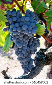 Cluster Of Grapes Cabernet Sauvignon