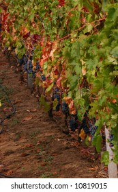 Cluster Of Grapes, Ripening In Vineyard,		Sardinia	Italy