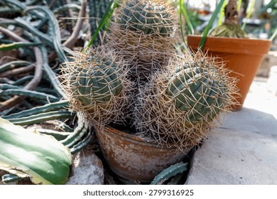 A cluster of green cacti with sharp spines is planted in a weathered terracotta pot, surrounded by other desert plants