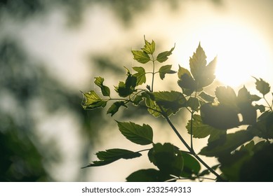 Cluster of green leaves and spider webs backlit by the setting sun. Beautiful abstract nature scene with selective focus and blur.