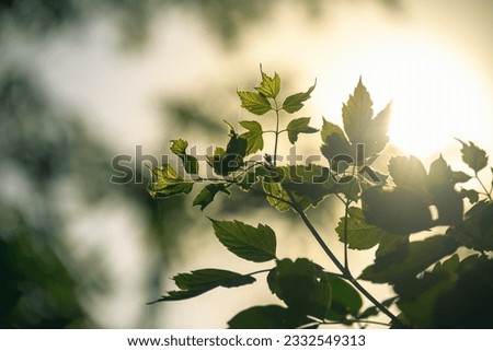 Cluster of green leaves and spider webs backlit by the setting sun. Beautiful abstract nature scene with selective focus and blur.