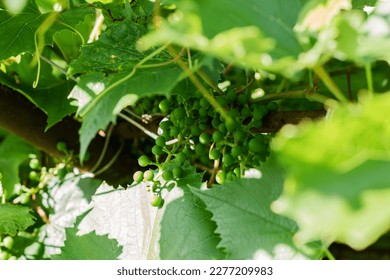 Cluster of green not mature grapes on a branch. Young green grape branches on the vineyard in sammer time under the rays of the sun. - Powered by Shutterstock