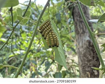 Cluster of gregarious caterpillars with yellow, segmented bodies and visible black spines, gathered and feeding on a green leaf in a forested setting.