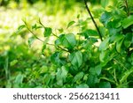 A cluster of healthy green leaves is seen growing in a lush environment, surrounded by various shades of greenery. The healthy foliage signifies a thriving ecosystem under bright sunlight.