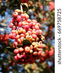 Cluster of Heteromeles arbutifolia berries on a tree in park of Bar-Ilan University near Ramat Gan, Israel