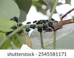 A cluster of Hibiscus Harlequin Bug nymphs (Tectocoris diophthalmus) in a park in Brisbane, Australia. 