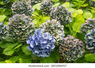 A cluster of hydrangea (Hydrangea macrophylla) flowers showcasing a vibrant mix of colors, from blue to purple.