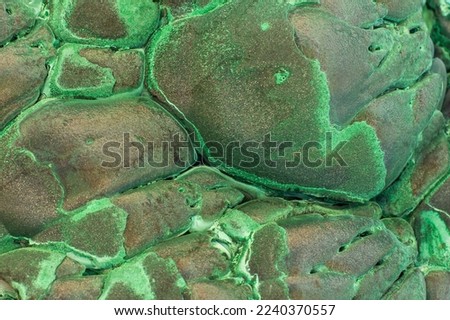 A cluster of infiltrative malachite minerals with a velvety sheen surface. Unpolished raw natural rock with the bulbous formation 