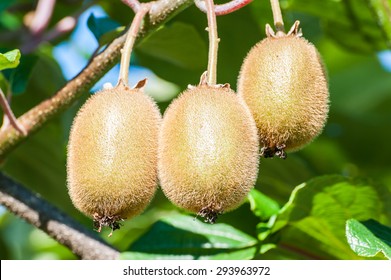 Cluster Of Kiwi Fruit On The Tree