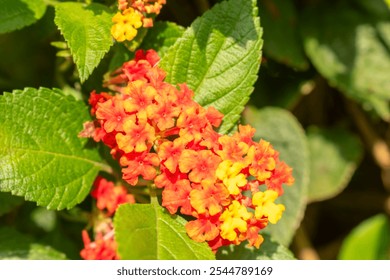 Cluster of lantana flowers. Lantana camara. Red, Orange and yellow Lantana Flowers. Bunch of Lantana flowers blooming in a garden. Blooming buds in the morning light in summer. Fan flower with leaves. - Powered by Shutterstock