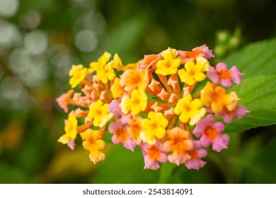 Cluster of lantana flowers. Lantana camara. Yellow, Pink and orange Lantana Flowers. Bunch of Lantana flowers blooming in a garden. Blooming buds in the morning light in summer. sstkbackgrounds. - Powered by Shutterstock