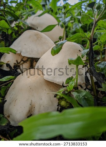 A cluster of large, smooth-capped white wild mushrooms nestled low in vibrant green foliage and forest debris under natural sunlight. Represents hidden growth.