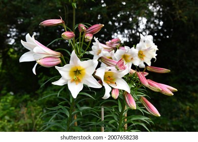 A cluster of large white lilies with yellow centres and pink buds. Known as Lilium Regale. The lilies are pictured against a d ark background which contrasts well with the luminous lily petals.