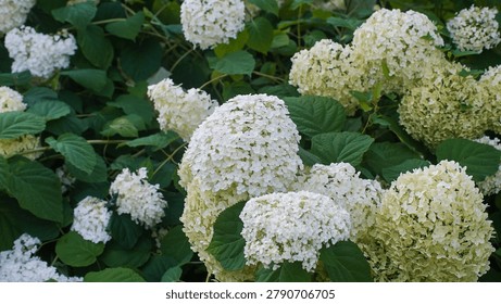 A cluster of large white smooth hydrangea flowers blooming beautifully among dense green leaves in a summer garden.