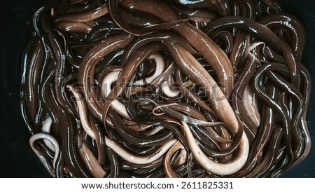 A cluster of live eels with a slick, shiny appearance inside a dark container. Their characteristic brownish-golden hue and writhing motion highlight their freshness, commonly prepared as a delicacy i