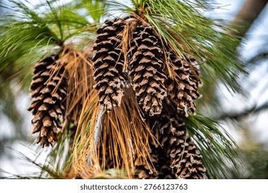 Cluster of long, resinous pine cones hanging from a branch of a Himalayan Pine tree (Pinus wallichiana) with soft blue-green needles in soft natural light.