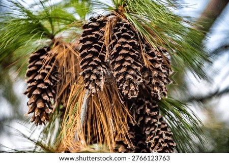 Cluster of long, resinous pine cones hanging from a branch of a Himalayan Pine tree (Pinus wallichiana) with soft blue-green needles in soft natural light.