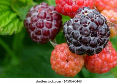 A cluster of multicolored black raspberries in summer.