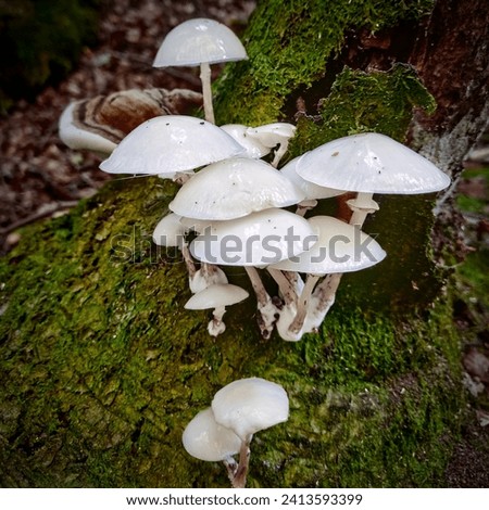 A cluster of mushrooms growing in the autumn Forest