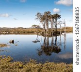 A cluster of native Scots Pine trees stand on an island in Loch Assynt in Sutherland in the Highlands of Scotland, preserved against grazing animals.