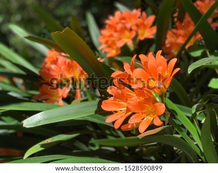 Cluster of orange clivia flowers in garden. Close up of flower Clivia miniata. macro shot of an orange flower. Natal lily, bush lily, Kaffir lily. Beautiful flower in a botanical garden