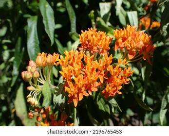 Cluster Of Orange Flowers Of Butterfly Milkweed Asclepias Tuberosa In Pollinator Garden