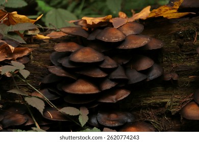 A cluster of orange mushrooms growing out of a log in an autumn forest. Taken at Powell Butte Nature Park in Portland, Oregon
