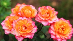 Cluster Orange And Pink Rose