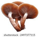 Cluster of pale brown gilled mushrooms