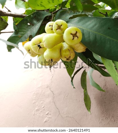 A cluster of pale green Java apples hangs from a tree branch.

