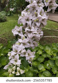 un racimo flores Bougainville