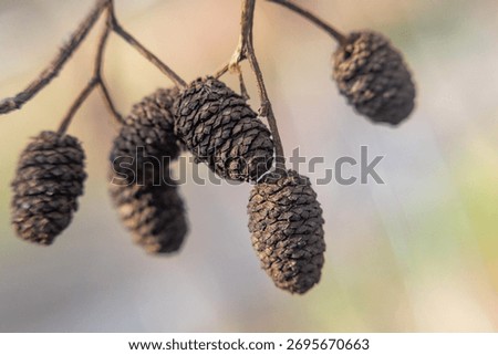 A cluster of pine cones hanging from a tree branch. The pine cones are brown and appear to be dried up